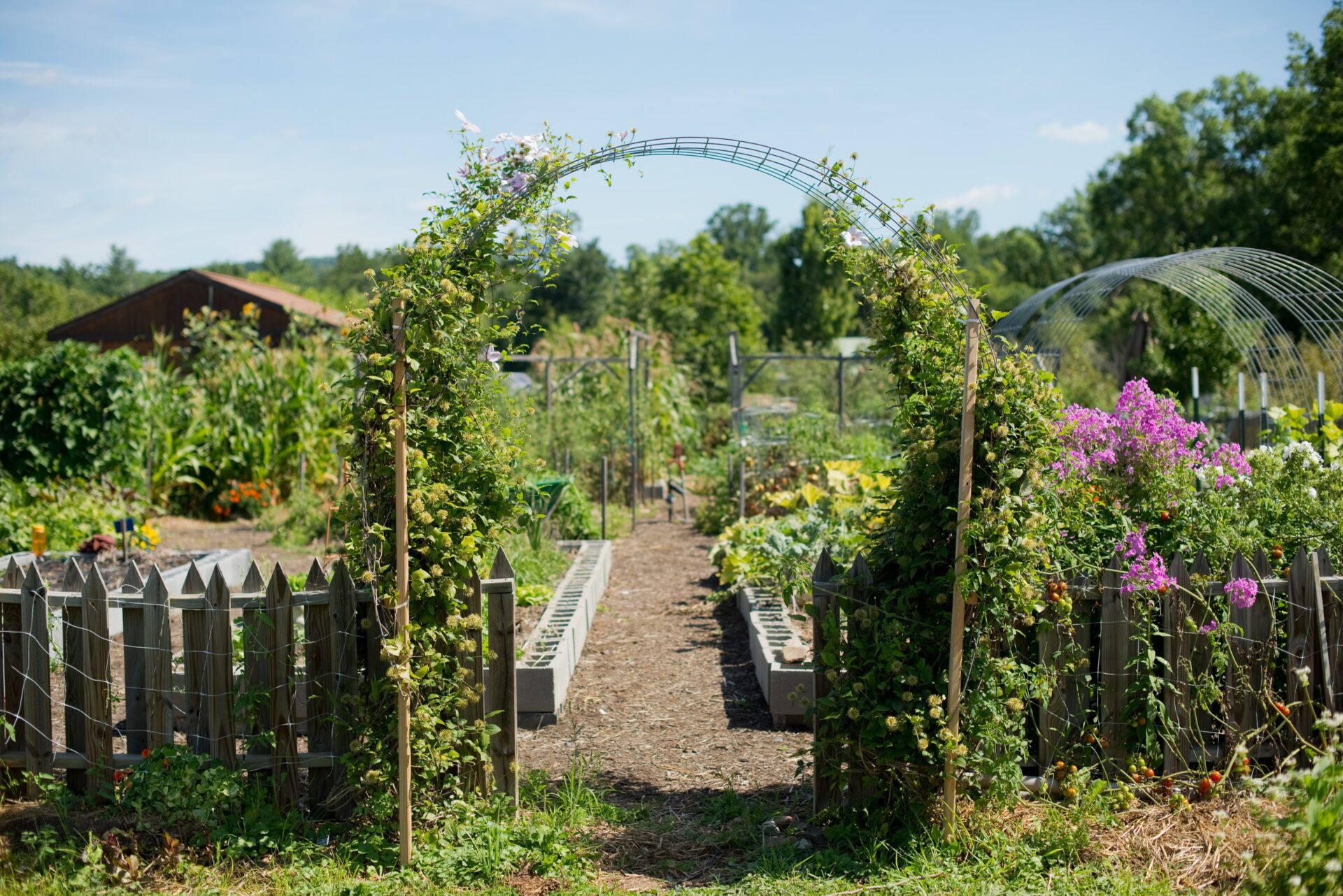 A garden in Louisville KY