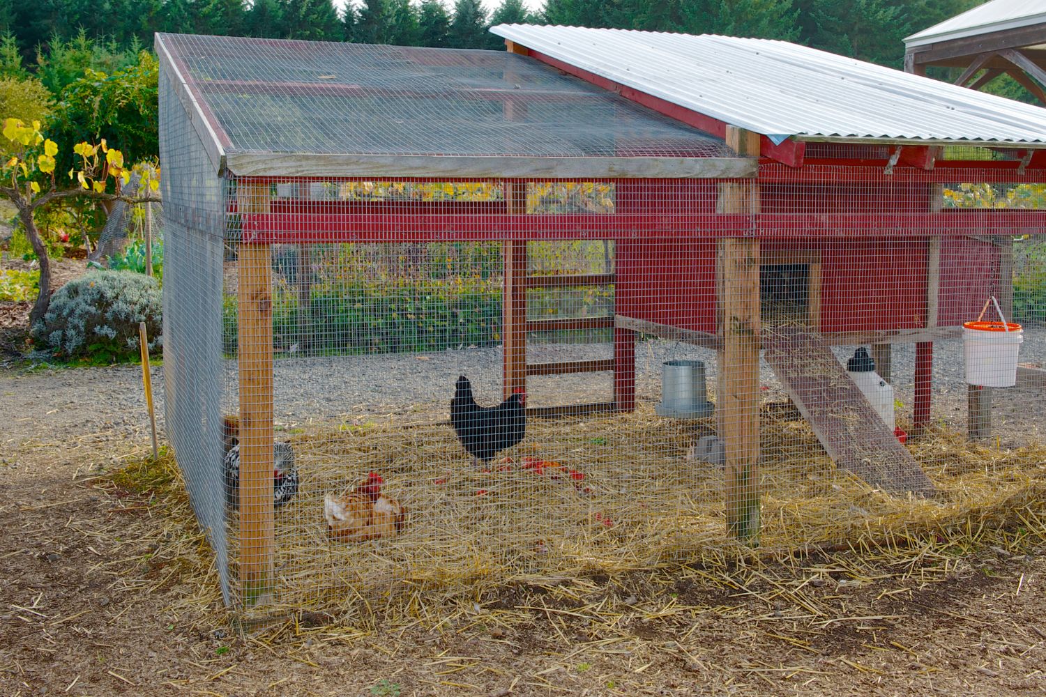 Essential Chicken Coop Ventilation Tips | Four Winds Store